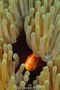 Anemone fish by Jesse Miller 